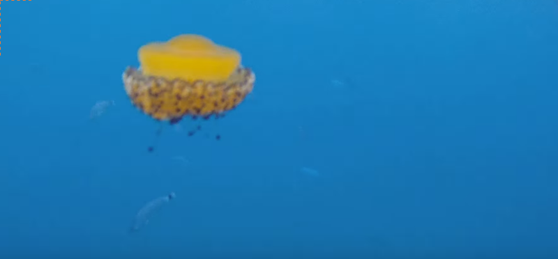 Medusa en Marina del Este