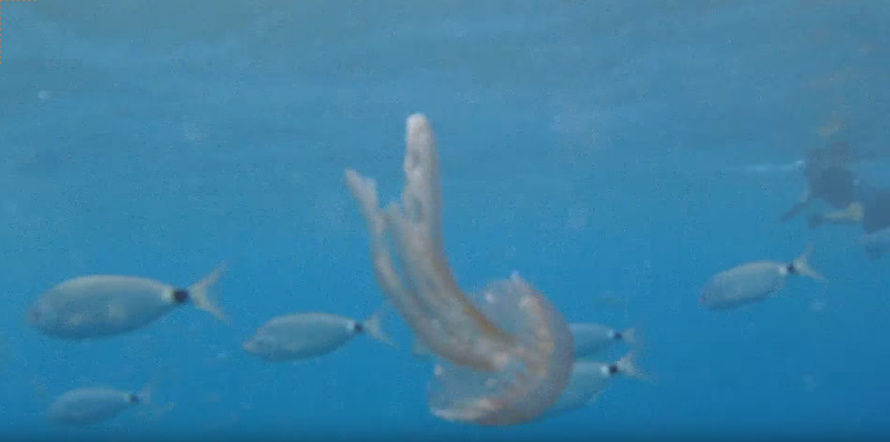 Medusa en Marina del Este